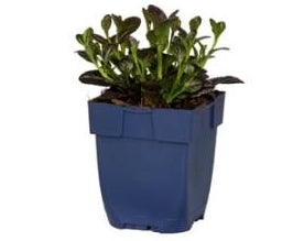 Ajuga reptans Atropurpurea - Zenegroen P11