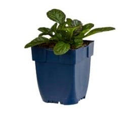 Ajuga reptans Catlins Giant - Zenegroen P11