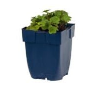 Alchemilla erythropoda - Rode vrouwenmantel P11
