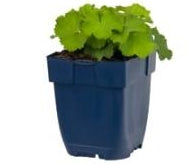 Alchemilla mollis - Vrouwenmantel P11