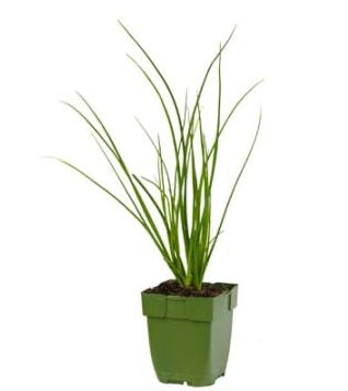Allium schoenoprasum - Bieslook P11