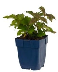 Anemone hupehensis September Charm - Japanse Anemoon P11