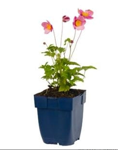 Anemone hupehensis Splendens - Japanse Anemoon P11