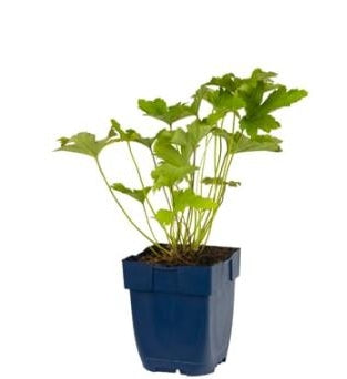 Anemone hybrida Honorine Jobert - Japanse anemoon P11