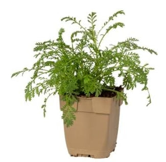 Anthemis tinctoria - Gele Kamille P11