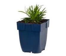 Armeria maritima Splendens Perfecta - Bolle zeepkruid P11