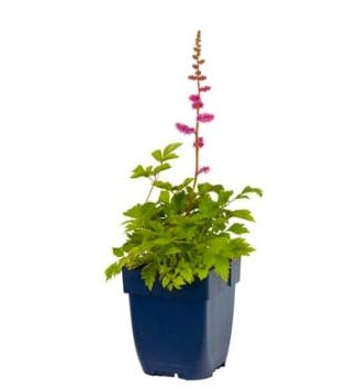 Astilbe chinensis Pumila - Pluimspirea P11