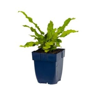 Asplenium scolopendrium - Tongvaren P11