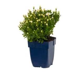 Aster (D) Schneekissen - Herfstaster P11