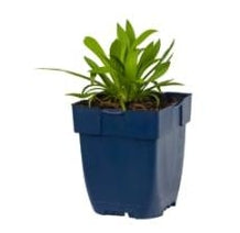 Armeria pseudarmeria Ballerina White - Engelsgras P11