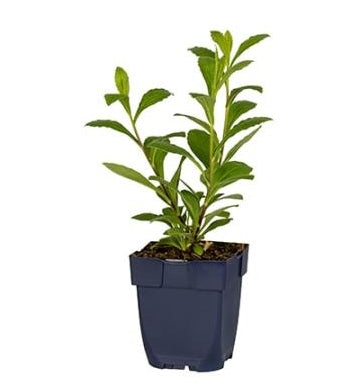 Aster frikartii Mönch - Herfstaster P11