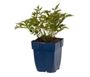Astilbe (S) Sprite - Pluimspirea P11