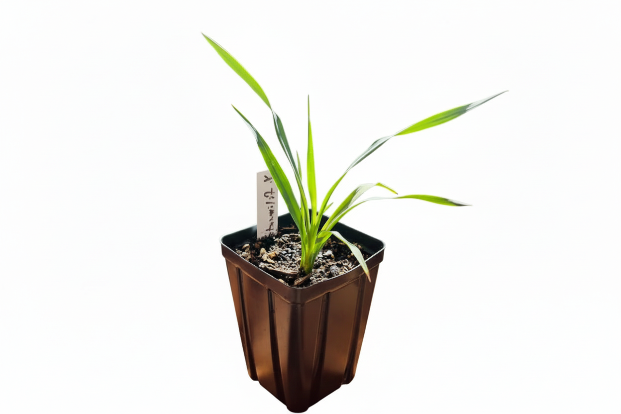 yucca fiilamentosa
