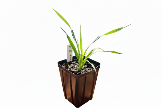yucca fiilamentosa
