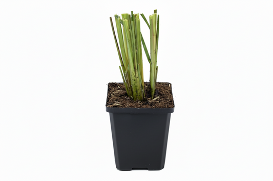 Pennisetum al. Reborn P9