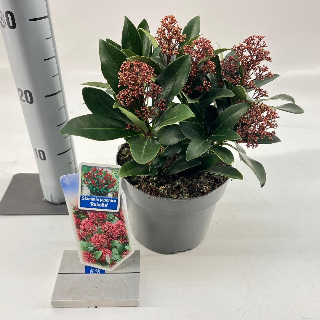 Skimmia japonica Rubella - 20-25, C2