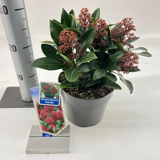 Skimmia japonica Rubella - 20-25, C2