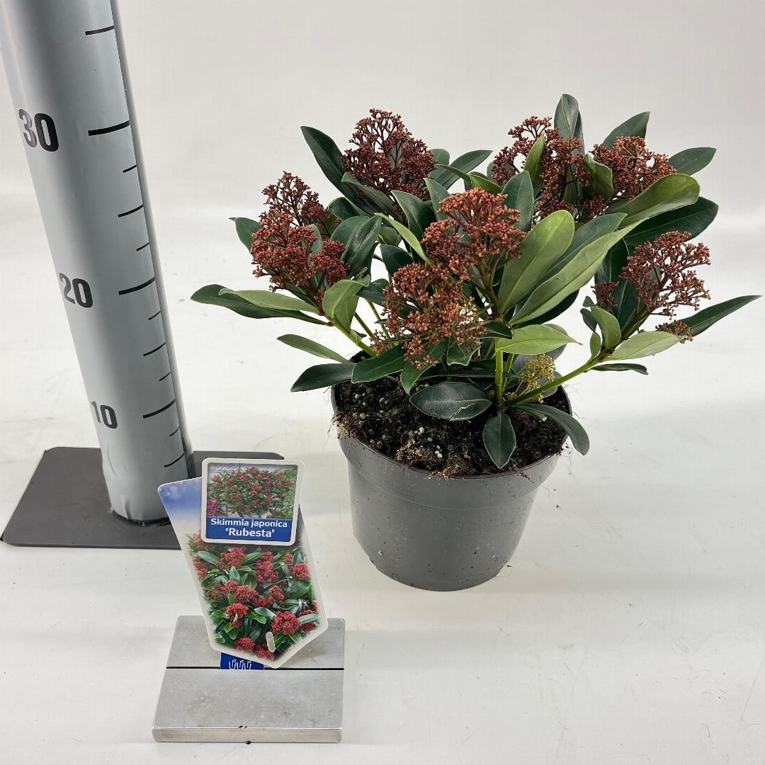 Skimmia japonica Rubesta - 20-25, C2