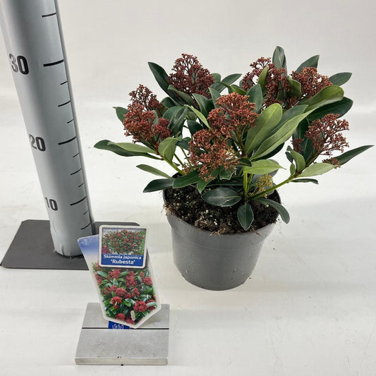 Skimmia japonica Rubesta - 20-25, C2