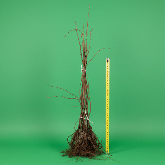 Sorbus aucuparia - Wilde lijsterbes blote wortel