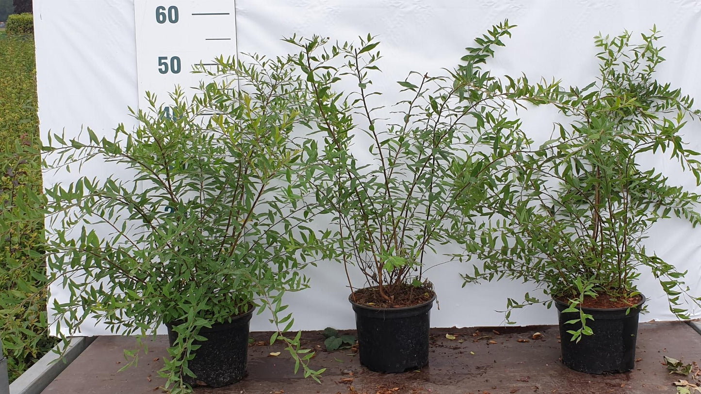 Spiraea arguta C2 40-60cm