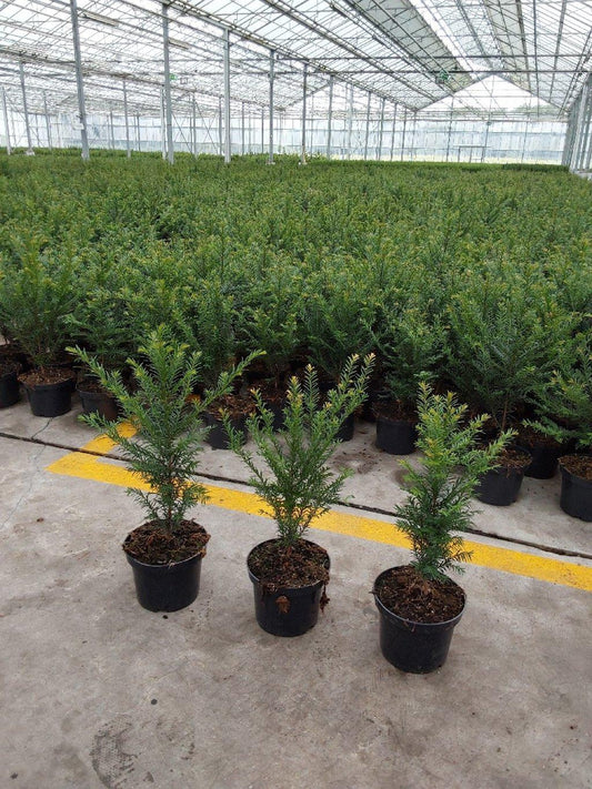 Taxus baccata C2 30-50cm