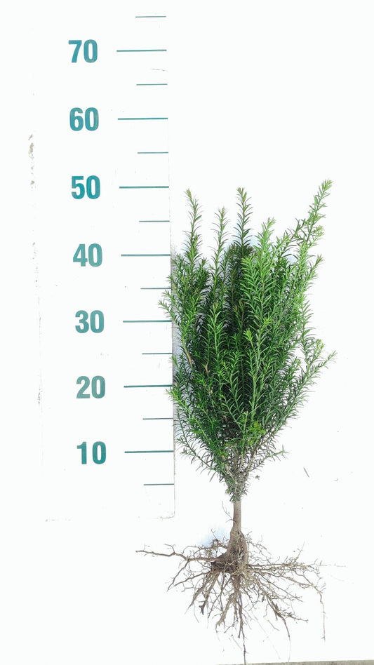 Taxus baccata - Venijnboom blote wortel