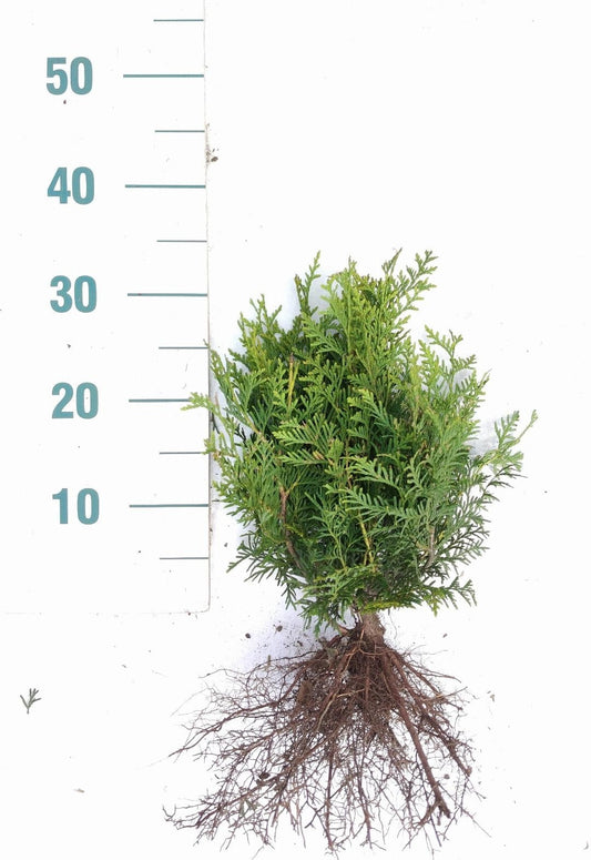 Thuja occidentalis 'Brabant' - Coniferenhaag blote wortel