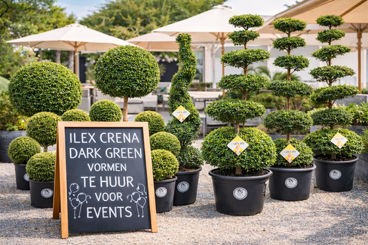 HUUR: Ilex crenata Dark Green vormen pakket