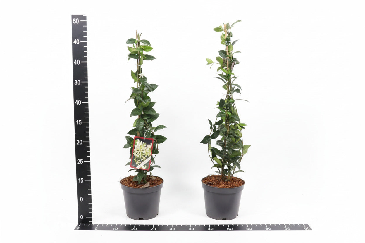 Trachelospermum jasminoides - 50-60, C3
