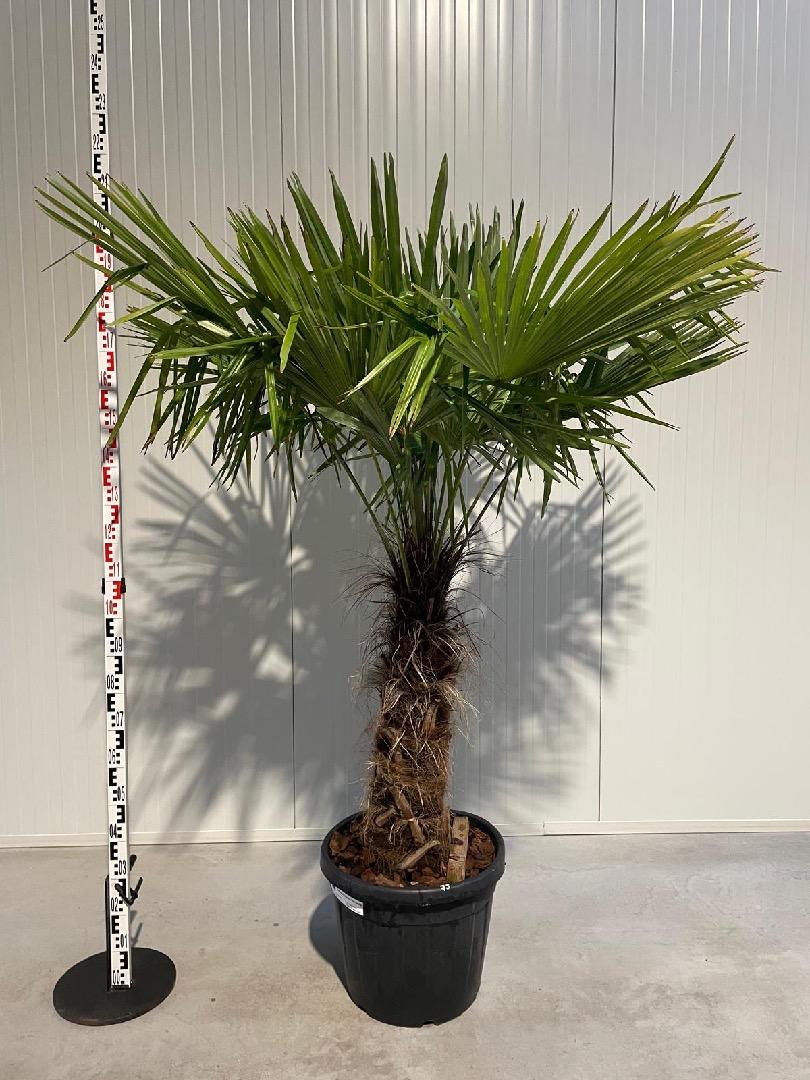 HUUR: Trachycarpus fortunei - Waaierpalm