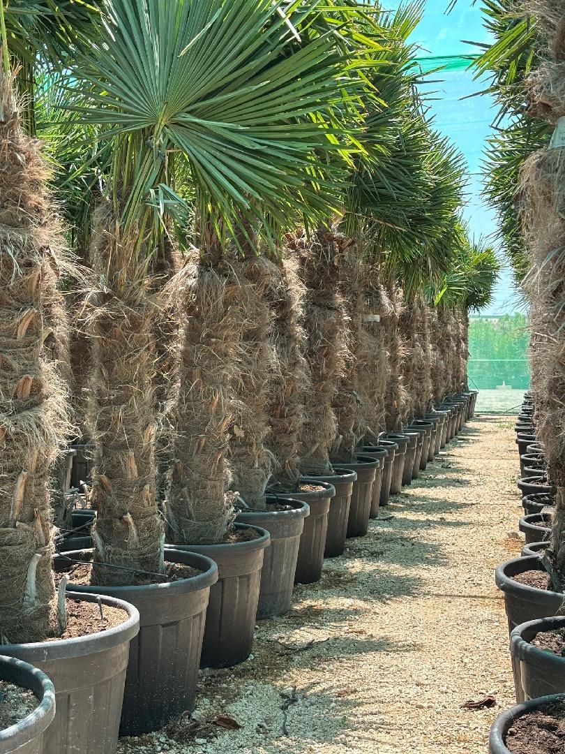 HUUR: Trachycarpus fortunei - Waaierpalm