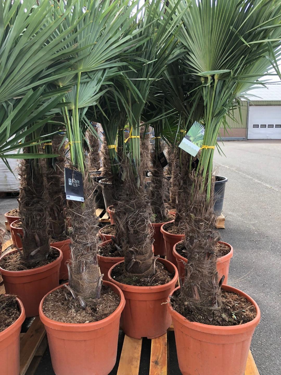 Trachycarpus fortunei stamhoogte 50-60 cm C35