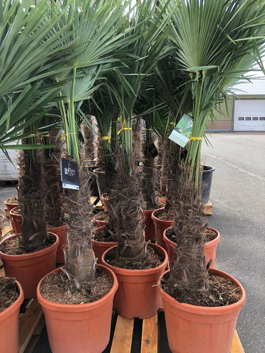 Trachycarpus fortunei stamhoogte 50-60 cm C35