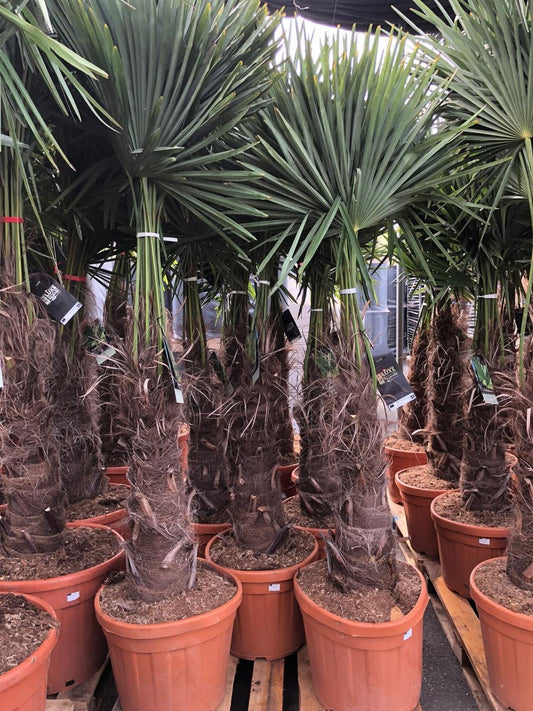 Trachycarpus fortunei stamhoogte 60-80 cm C45