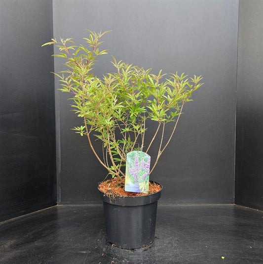 Vitex agnus-castus - 50-60, C7.5