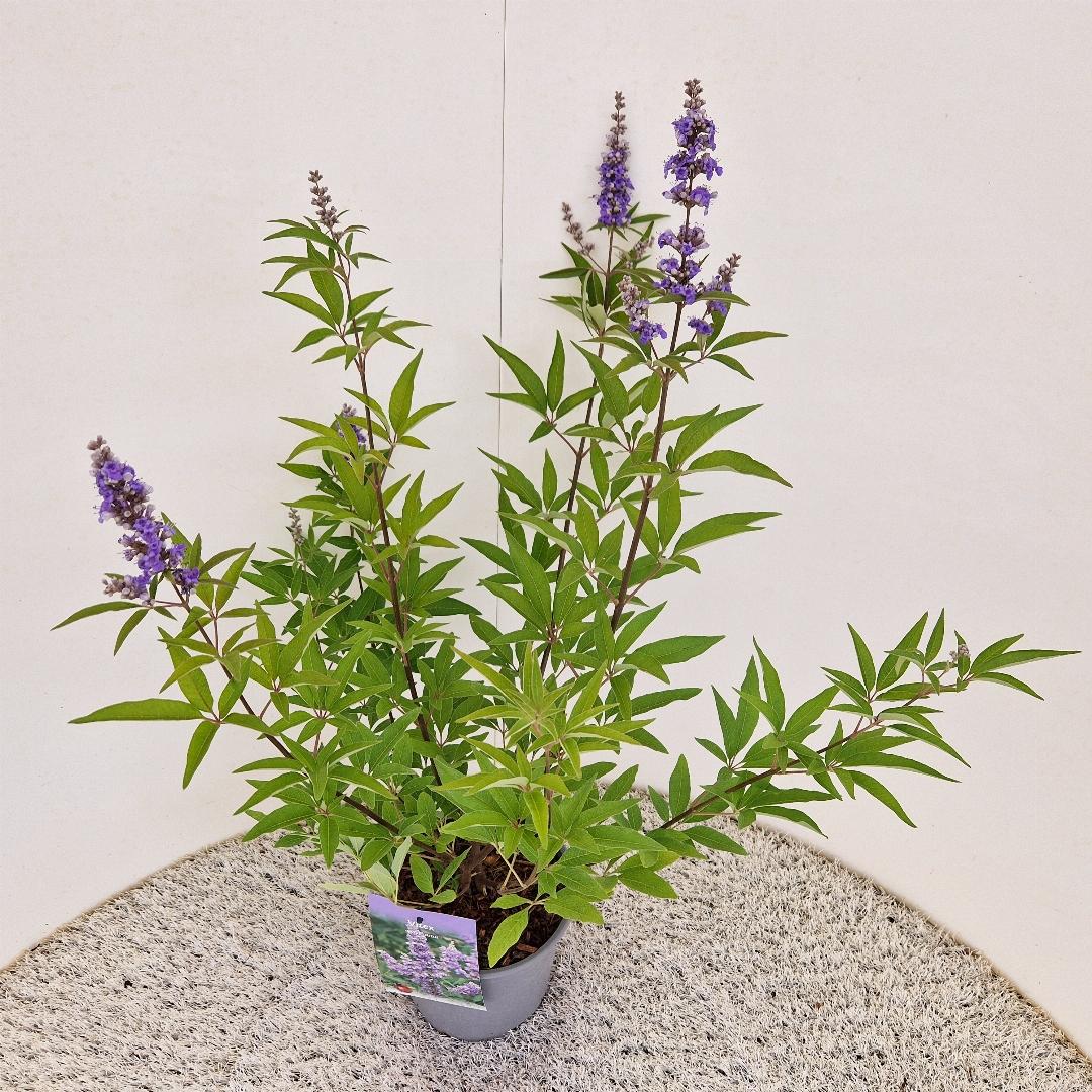 Vitex agnus-castus - 40-50, C3