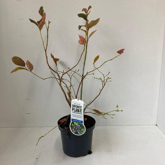 Vaccinium corymbosum Bluejay - 30-40, C3