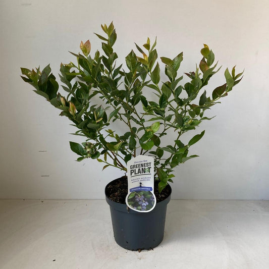 Vaccinium corymbosum Brigitta Blue - 30-40, C3