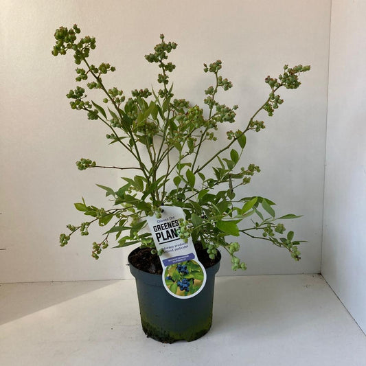 Vaccinium corymbosum Goldtraube 23 - 30-40, C3
