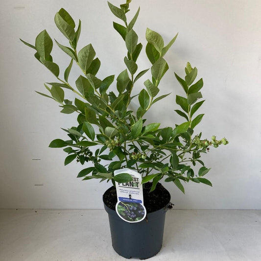 Vaccinium corymbosum Jersey - 30-40, C3