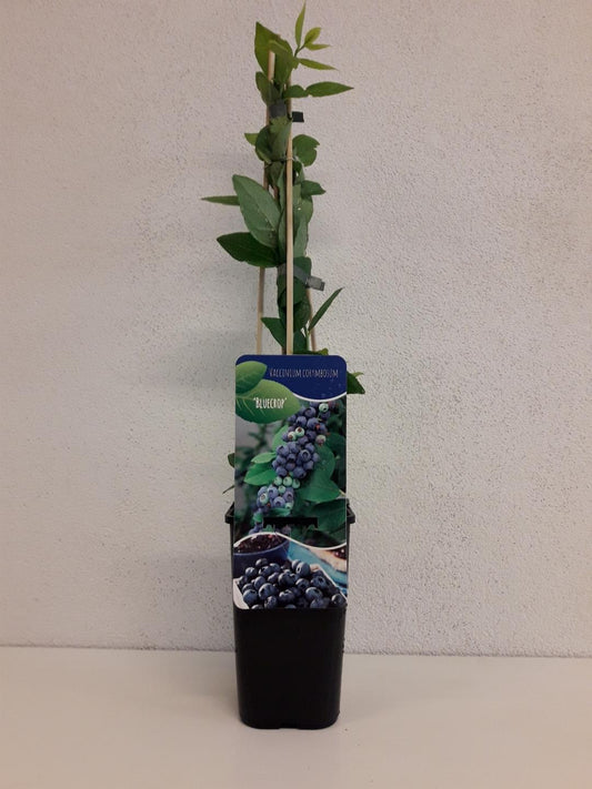Vaccinium corymbosum 'Bluecrop' 60cm, c1,7