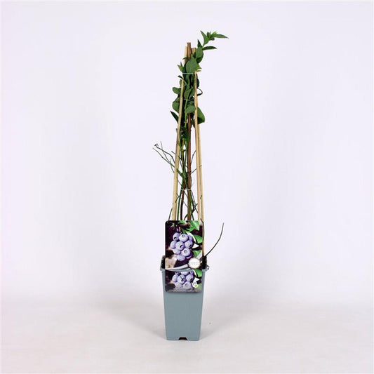 Vaccinium corymbosum 'Bluegold' 60cm, c1,7
