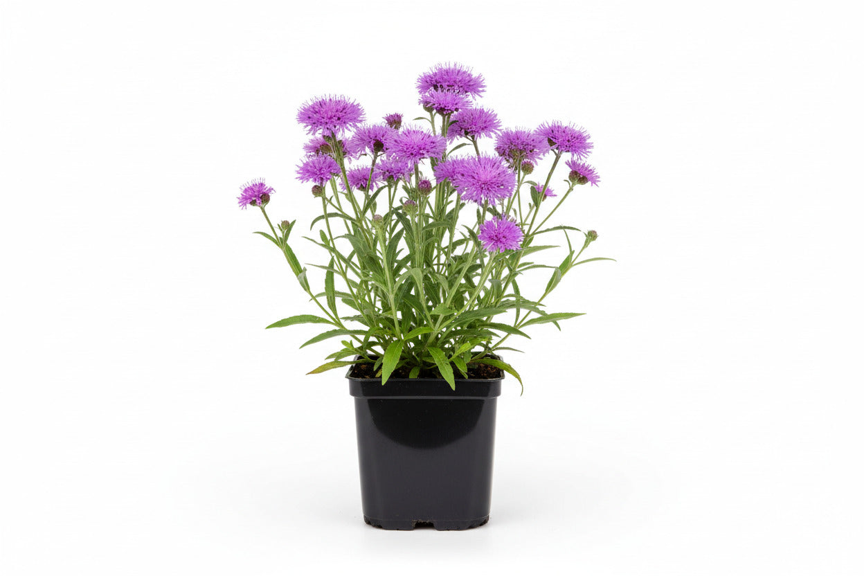 Vernonia crinita P9