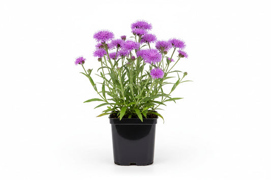 Vernonia crinita P9