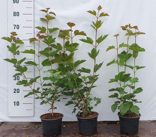 Viburnum opulus C2 60-80cm