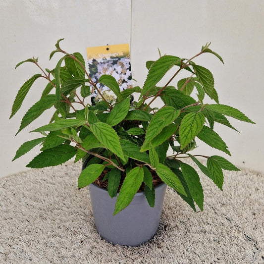 Viburnum plic, Mariesii C2,5 20cm