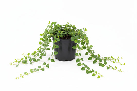 Vinca minor 'Alba' P9