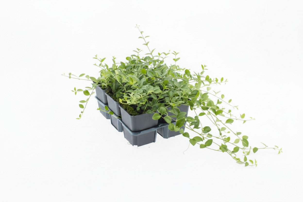 Vinca minor P9