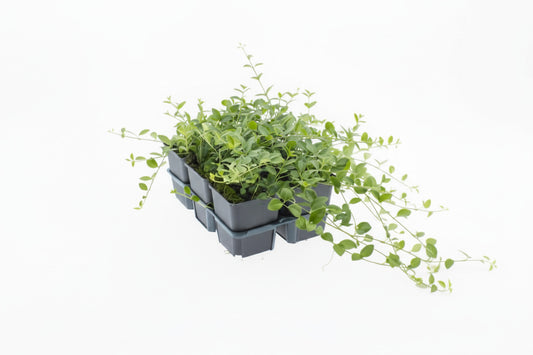 Vinca minor P9